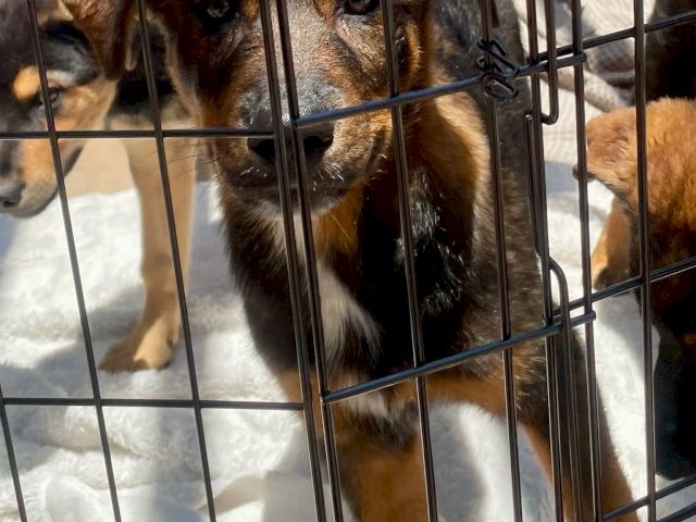 A brown dog looks out from inside a metal kennel crate, eyes wide and alert on soft bedding.