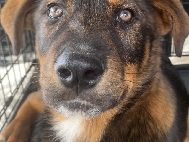 A close-up of a brown brindle puppy&rsquo;s face in a kennel, looking at the camera with big eyes.