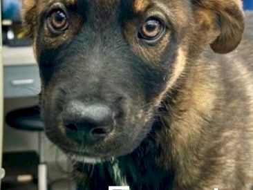 A close-up of a cute brown puppy with big eyes labeled &ldquo;Forest,&rdquo; peeking at the camera.