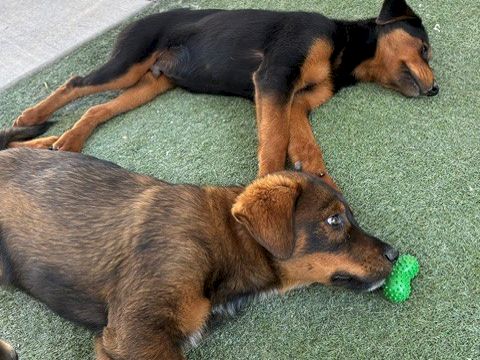 Two brown puppies lie on green turf, one holding a small green rubber chew toy while they rest.