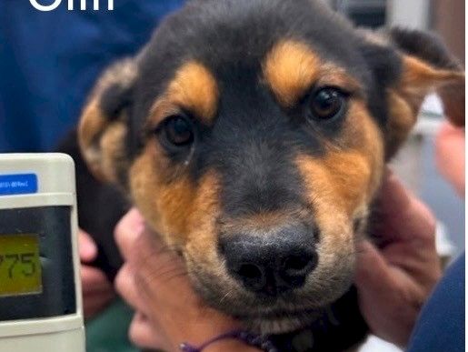 A small puppy named Cliff is being held up, with gray and tan fur and big eyes, in a clinic setting.