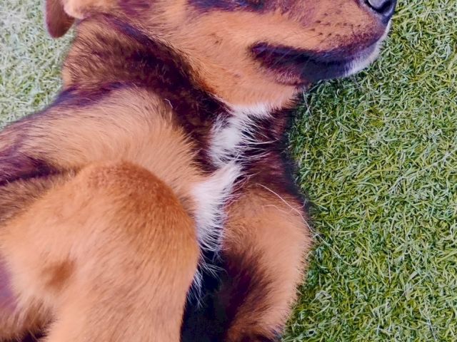 A small brown-and-black puppy lying on green grass, looking off to the side with big blue-brown eyes.
