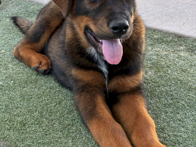 A happy brown-and-black puppy lies on green turf with its tongue out, looking up for treats.