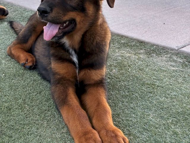 A fluffy brown-and-black puppy lounges on artificial grass with its tongue out, panting happily.