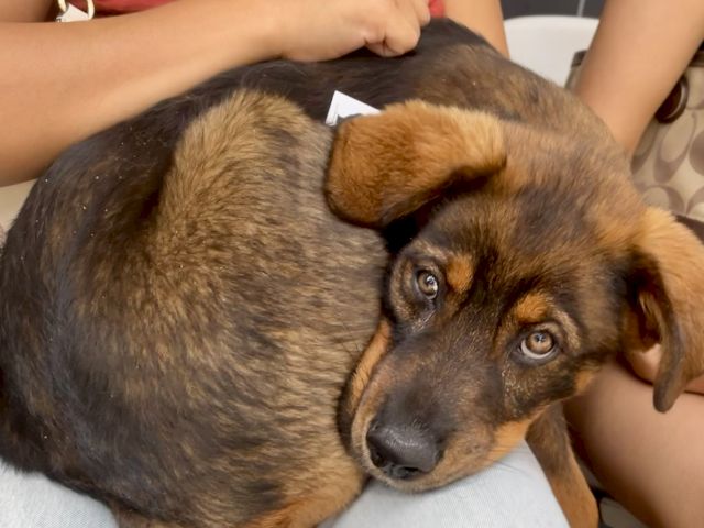 A brown-and-black dog is being held and cuddled, with its head resting as its big eyes look on.