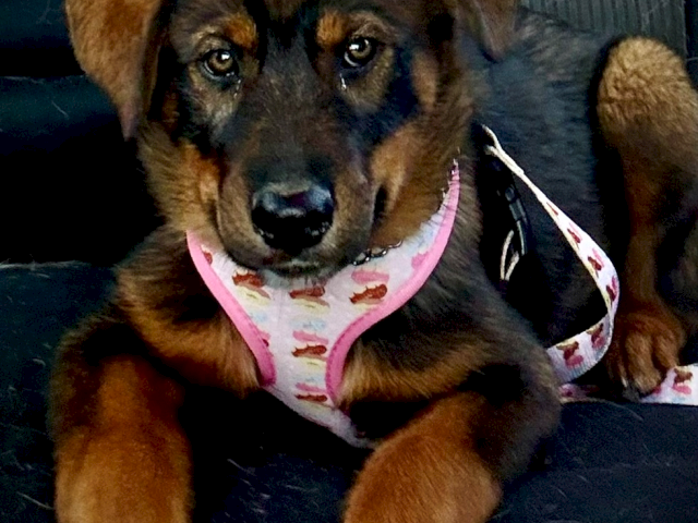 A brown dog with a pink patterned bandana lounges on a couch, looking up with soulful eyes.