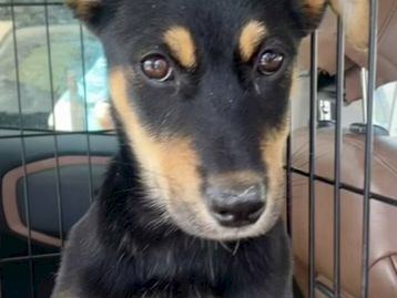 A small black-and-tan puppy sits inside a metal cage, looking up at the camera with big, curious eyes.