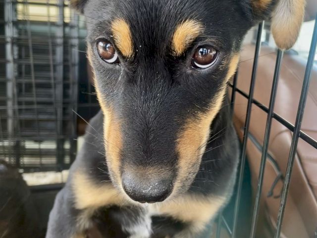 A close-up of a black-and-tan dog in a metal kennel, looking up with big soulful eyes.