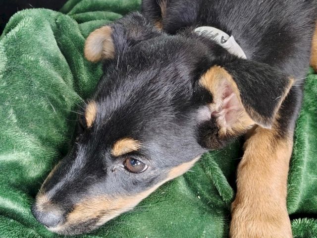 A gray-and-tan puppy is curled up asleep on a green blanket with its paws tucked in, resting quietly.