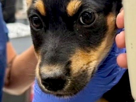 A tiny black-and-tan puppy named Fern peeks from a blue cloth being held by someone&rsquo;s hand nearby.