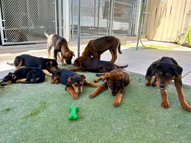 A group of small dogs lie and play together on outdoor turf near a green chew toy and fencing, with one standing over them.