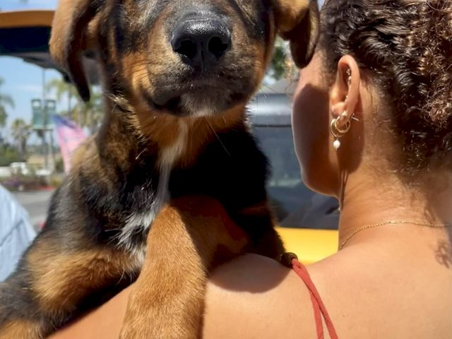 A golden-brown puppy and a woman hold close together outdoors in sunny daylight, with palm trees in the background.