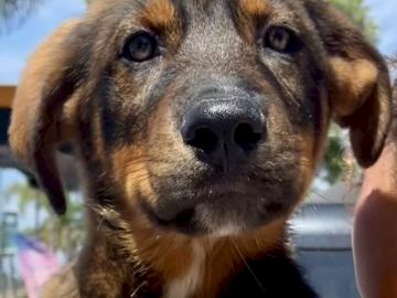 A brown puppy outdoors in sunshine with palm trees behind it, looking at the camera while someone&rsquo;s hand reaches near its face.