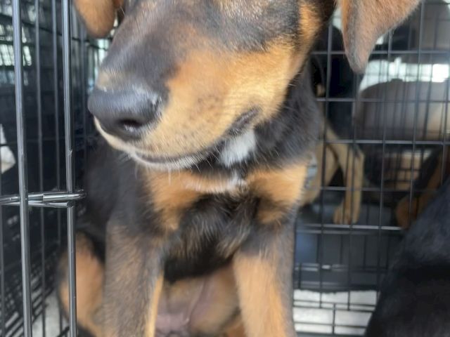 A close-up of a tan-and-black dog inside a metal kennel, looking up with big soulful eyes.