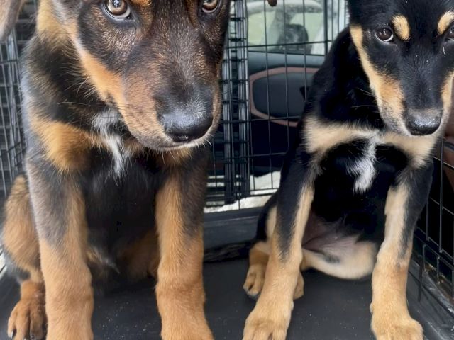 Two adorable brindle puppies sit in a metal kennel, staring at the camera with curious expressions.
