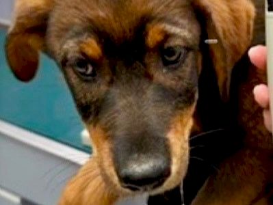 A sad, fluffy brown puppy named Meadow is being held in a shelter, looking up with big eyes and a gentle face.