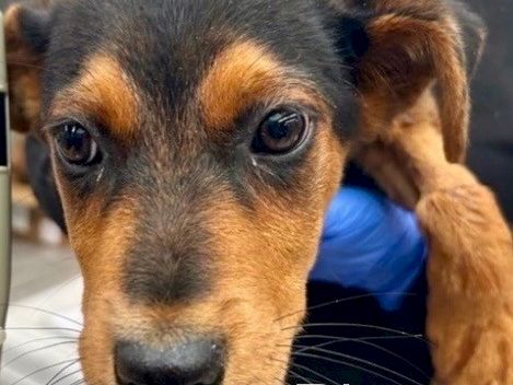 A cute brown-and-black puppy named River is being held close and looks at the camera with big, soulful eyes.
