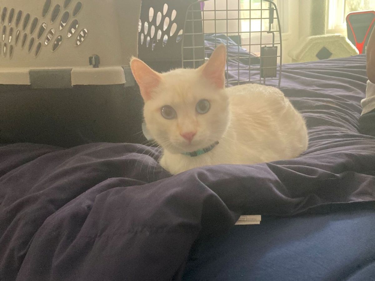 A white-and-orange cat lies on a bed, looking at the camera with big eyes in a cozy room.