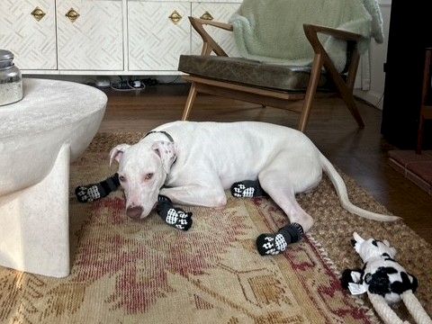 A white bull terrier puppy lounges on a rug next to a plush toy in a cozy room.