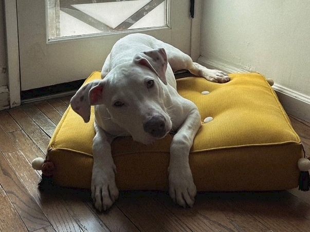 A gray-and-white puppy sprawls on a yellow dog bed on wooden floors, while another puppy is tucked behind it.