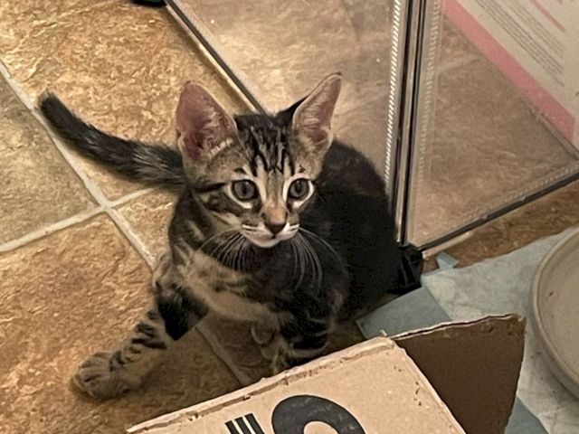A curious tabby cat with big eyes lounges on a tiled floor by a doorway.