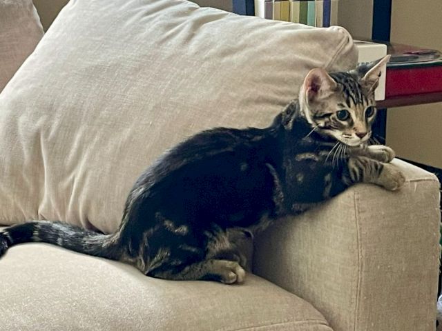 A tabby kitten lounges on a beige couch, resting on the arm like a tiny guardian of the living room.