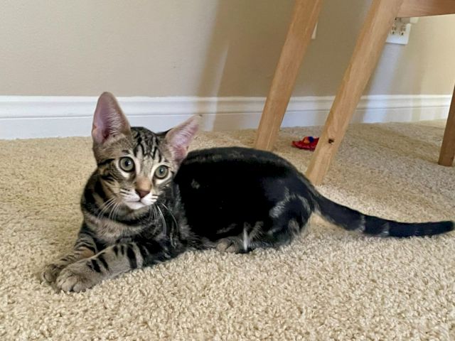 A tabby-and-black kitten lounges on carpet near wooden furniture, looking toward the camera with bright eyes.