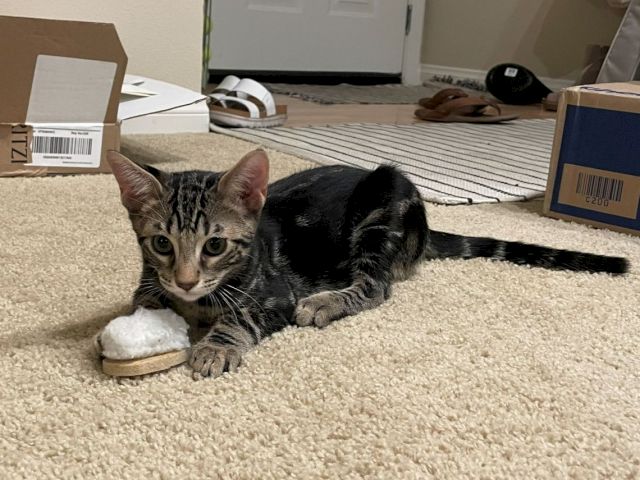 A tabby-and-black cat lounges on a carpet with a stuffed toy in a room full of cardboard boxes and packing supplies.