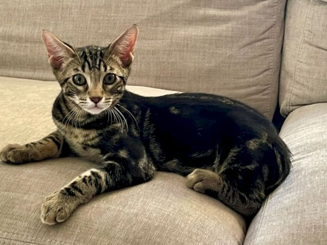 A tabby cat with striking eyes lounges on a beige couch, stretching out comfortably and looking straight at the camera.
