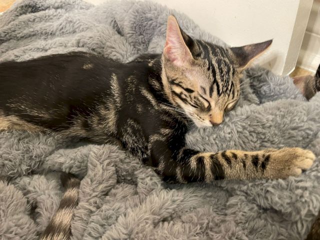 A little tabby kitten curled up asleep on a gray fluffy blanket, looking super cozy and relaxed.