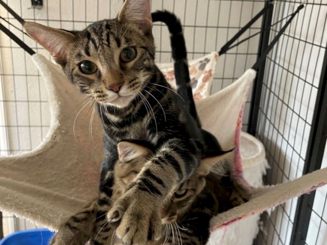 A tabby cat lounges in a hammock inside a pet carrier, looking up at the camera with big eyes.