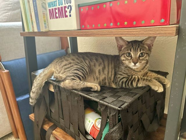 A tabby cat lounges on a storage bin next to books and a playful &ldquo;What do you meme?&rdquo; sign.