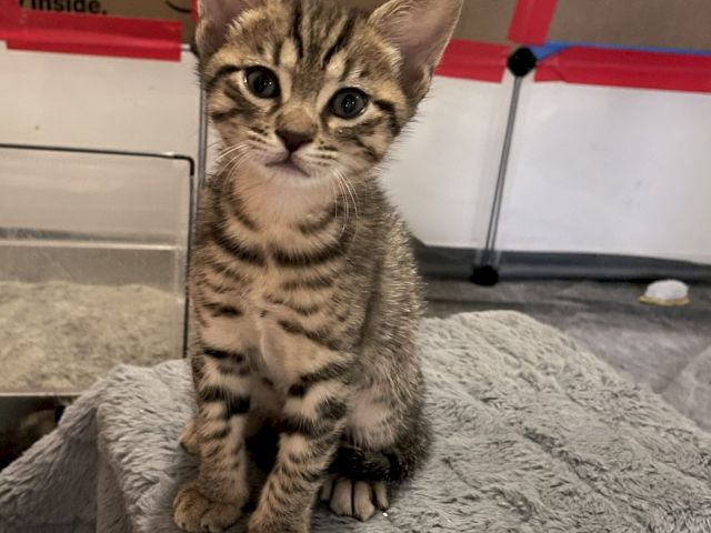 A tiny tabby kitten sits on a soft blanket in a pen, looking up with big curious eyes at the camera.