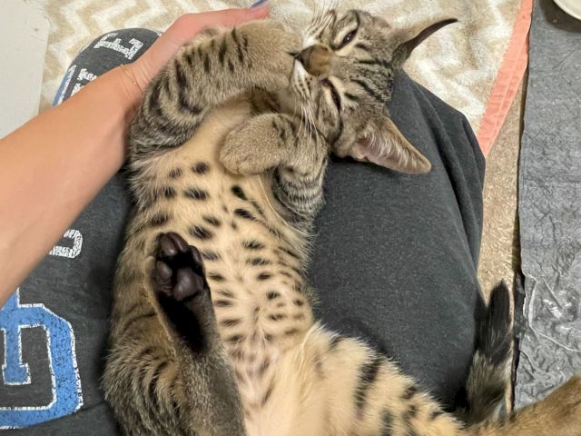 A gray tabby kitten lies belly-up on a person&rsquo;s lap, eyes half-closed, relaxed and being gently held.