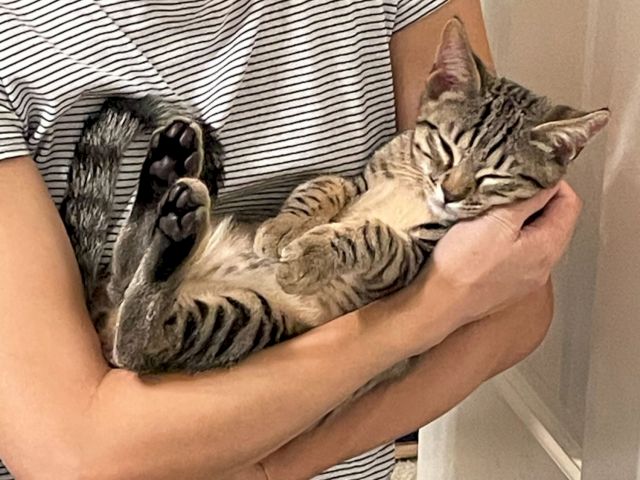 A gray tabby cat lounges in someone&rsquo;s arms, eyes half-closed, while being cuddled on a striped bed.