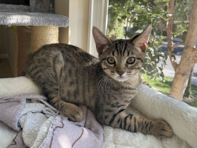 A gray tabby cat lounges on a pet bed by a window screen, looking out with wide eyes.
