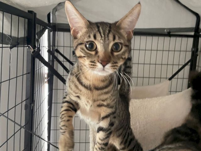 A curious tabby cat with huge eyes peers from a kennel, looking straight at the camera.