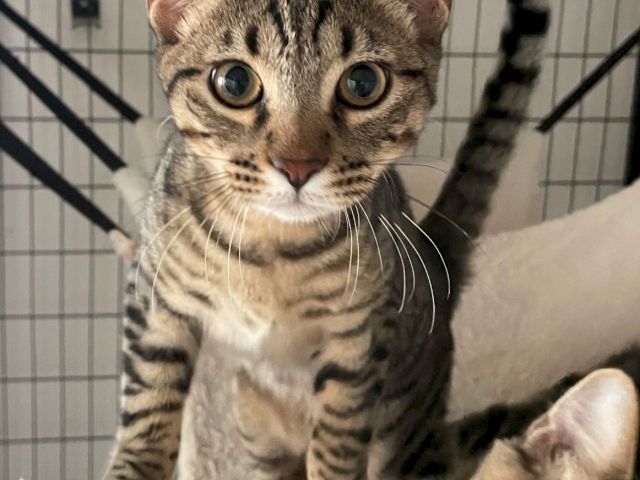 A tabby kitten with big eyes sits on a perch in a pet cage, looking toward the camera with a curious expression.