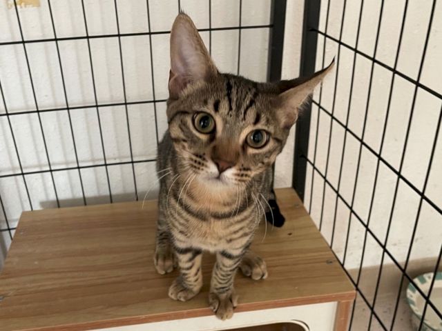 A tabby kitten with big eyes peeks from inside a metal crate, paws on a wooden platform.