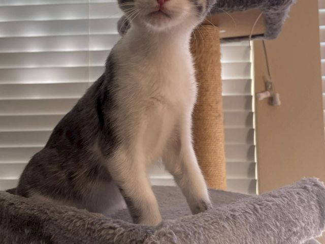 A gray-and-white kitten lounges on a plush cat bed, looking up with wide eyes and perked ears.