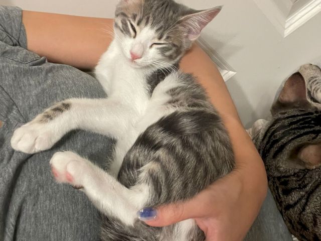 A gray-and-white cat naps curled up on a person&rsquo;s lap, eyes shut, paws stretched out, looking blissfully sleepy.