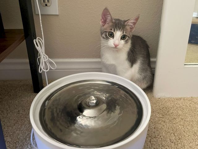 A tabby-and-white kitten stares beside a round water bowl indoors, looking curious as the water ripples.