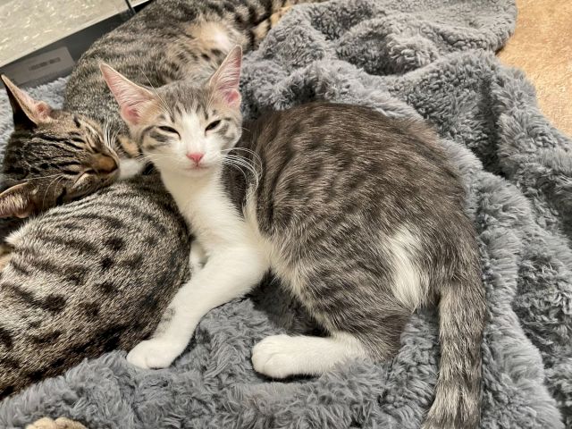 Two gray-and-white kittens snuggle asleep on a fluffy blanket, sharing cozy warmth together.