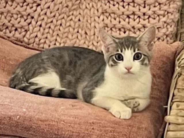 A gray-and-white cat lounges on a couch cushion, looking straight at the camera with big eyes.