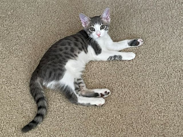 A gray-and-white kitten lies on a carpet with paws out, looking up with big round eyes.