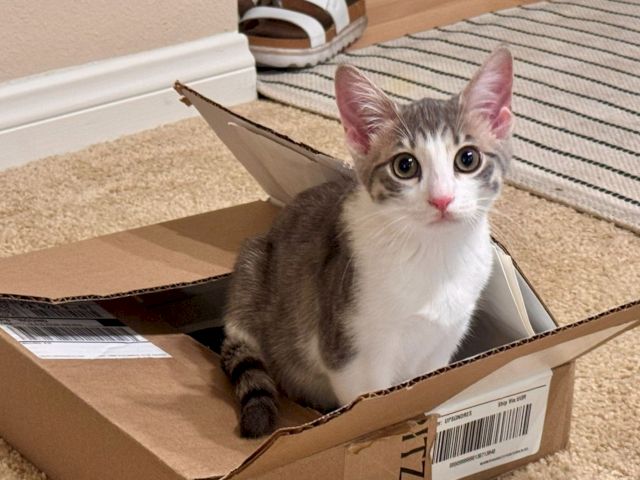 A cute gray-and-white kitten peeks out of an open cardboard box on a carpet, looking curious and surprised.