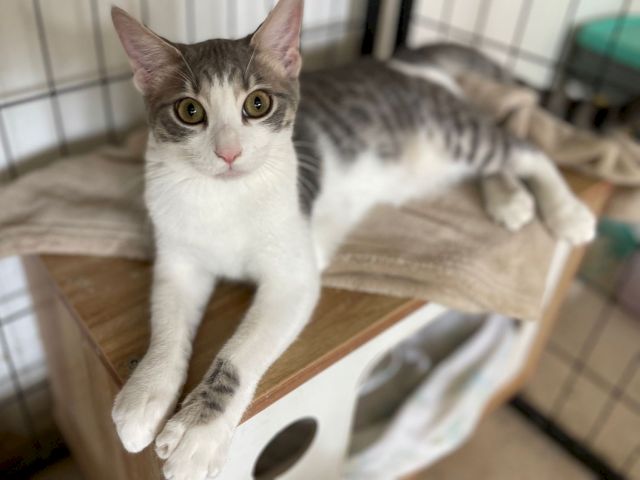 A sweet tabby-and-white kitten looks toward the camera from inside a cozy pet enclosure.