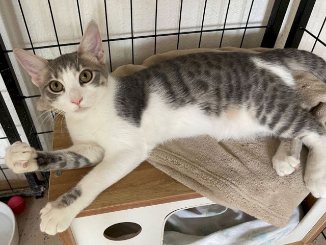 A grey-and-white tabby cat lounges in a cozy bed on a wooden platform, looking straight at the camera.