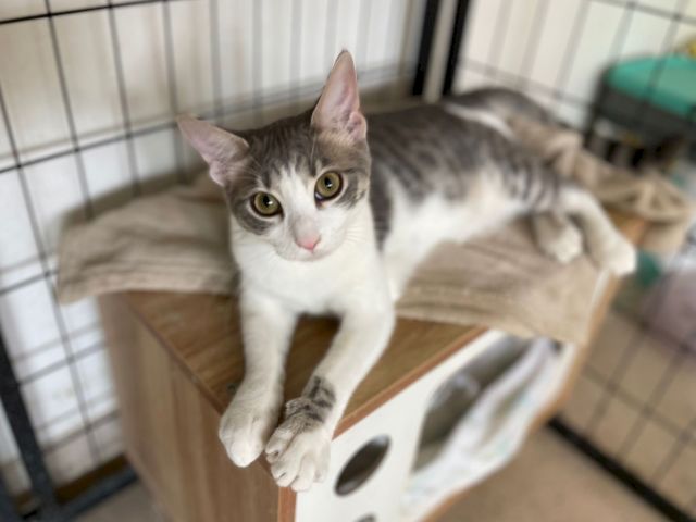 A gray-and-white cat with big yellow eyes sits inside a shelter crate, looking up at the camera.