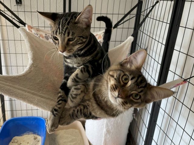 Two tabby kittens cuddling in a crate hammock, surrounded by cozy blankets.